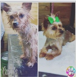 PELUQUERIA CANINA LILI 
