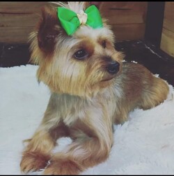 PELUQUERIA CANINA LILI 