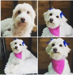 PELUQUERIA CANINA LILI 
