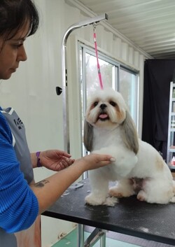 PELUQUERIA CANINA LILI 