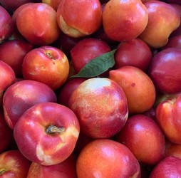 PRODUCTOS AIDA SUR Pelones