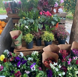 PRODUCTOS AIDA SUR Plantas florales y aromáticas