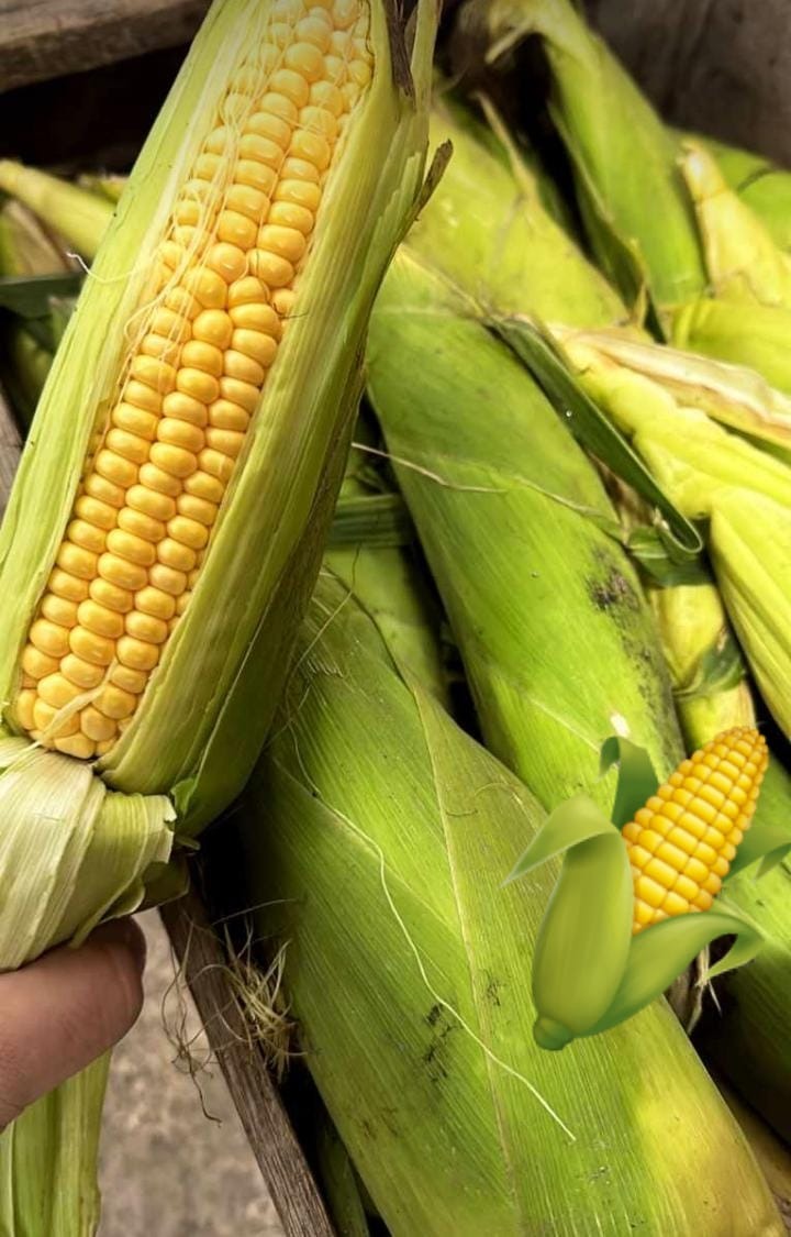 DISTRIBUIDORA DICKINSON  