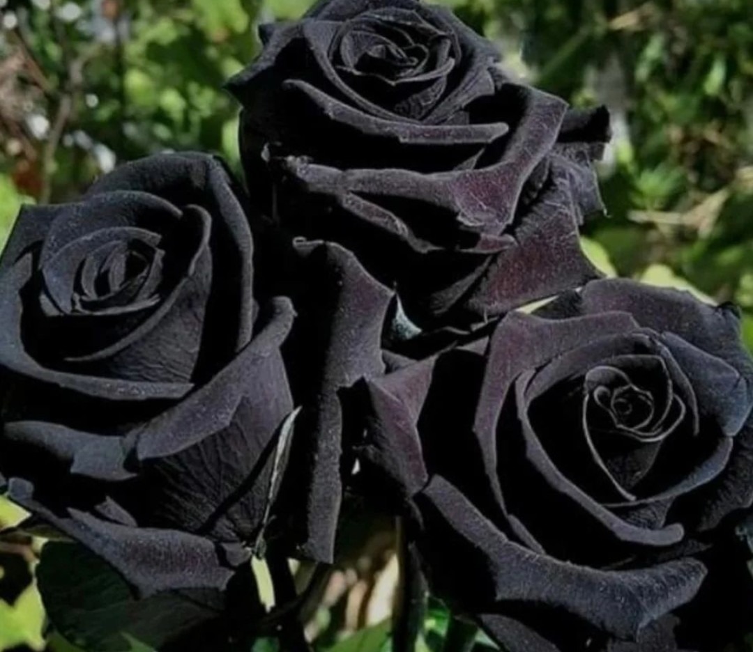 FLORERIA IMPERIO NARA  