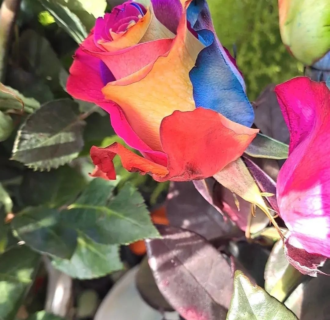 FLORERIA IMPERIO NARA  