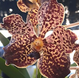 FLORERIA IMPERIO NARA 