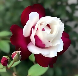 FLORERIA IMPERIO NARA 