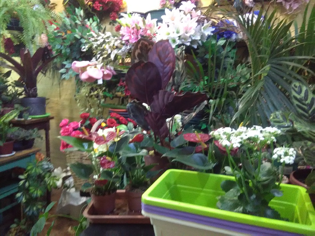 FLORERIA LA CATEDRAL  