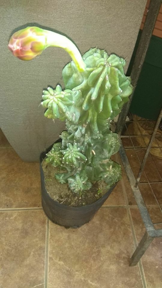 FLORERIA LA CATEDRAL  