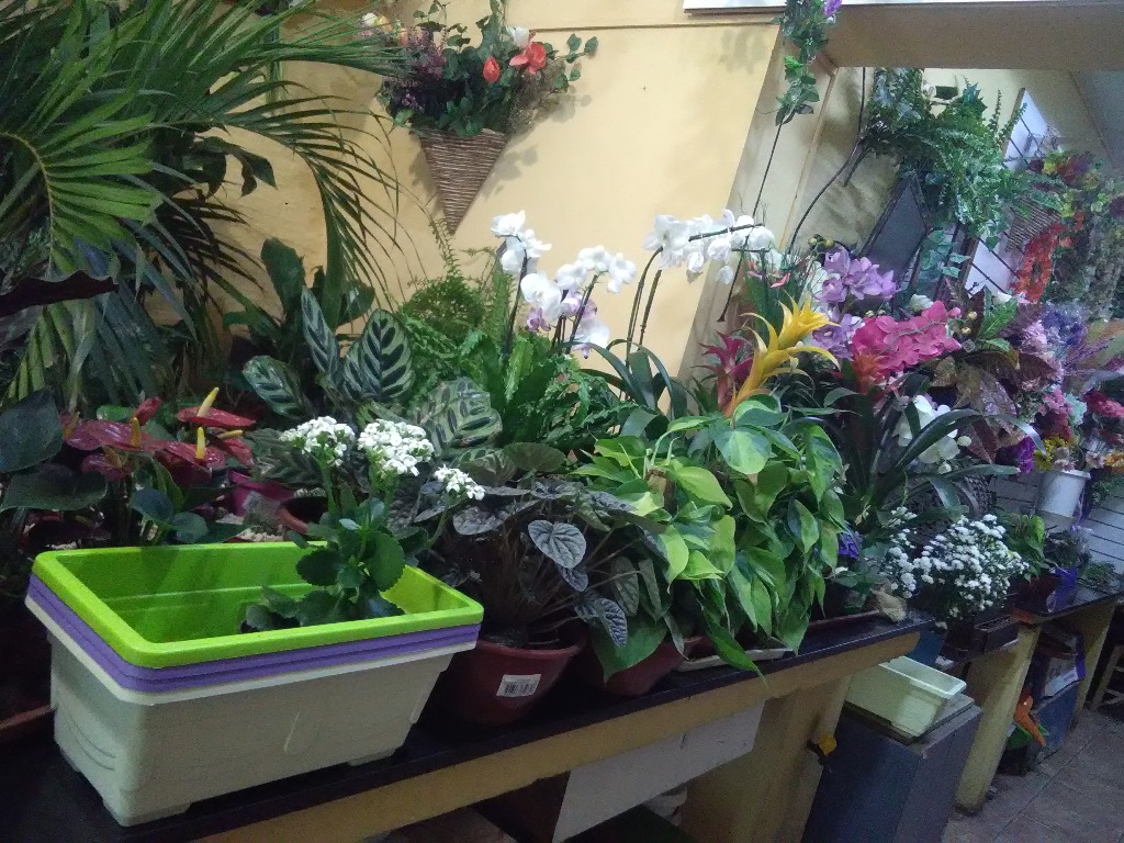 FLORERIA LA CATEDRAL  