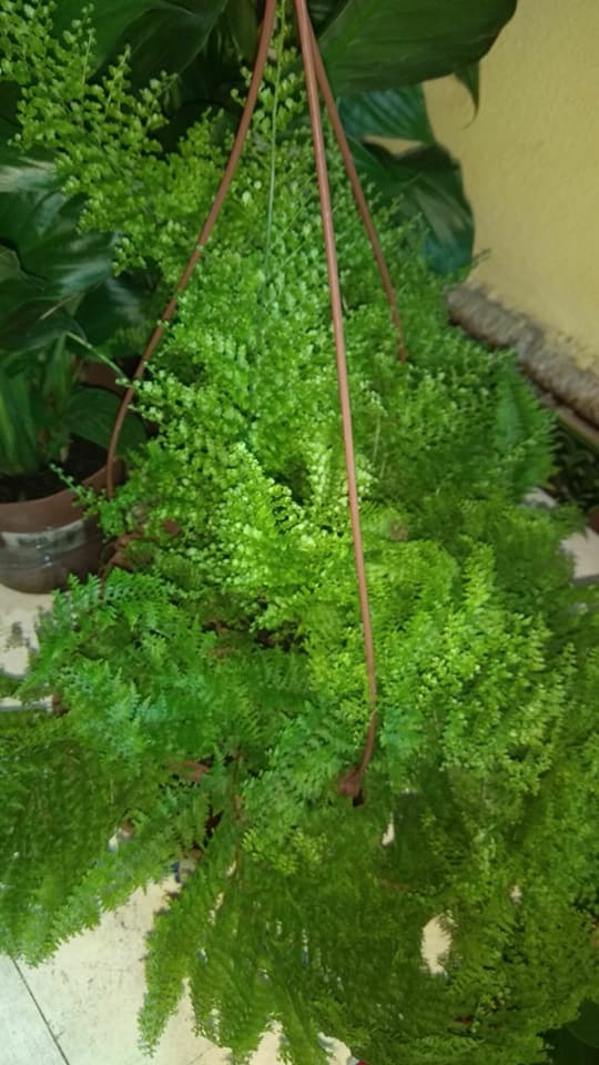 FLORERIA LA CATEDRAL  