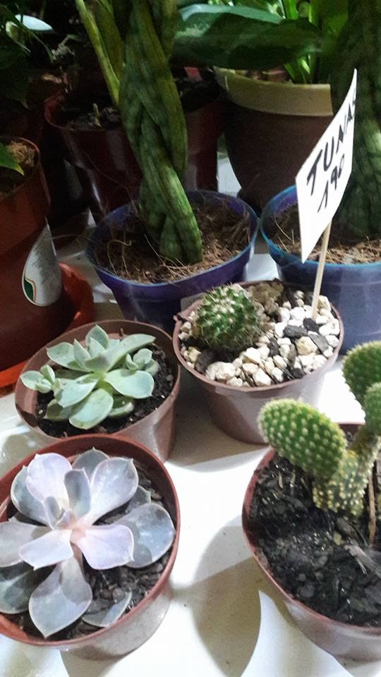 FLORERIA LA CATEDRAL  