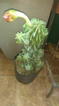 FLORERIA LA CATEDRAL 