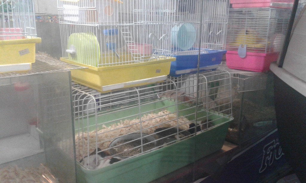 VETERINARIA SANTA CLARA  