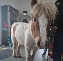 CLINICA VETERINARIA MIMA 2 