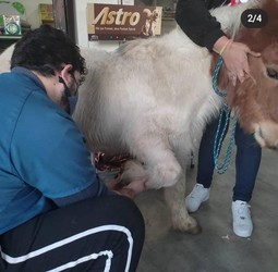 CLINICA VETERINARIA MIMA 2 