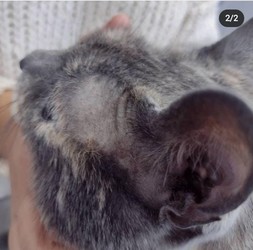 CLINICA VETERINARIA MIMA 2 