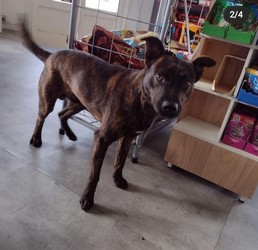 CLINICA VETERINARIA MIMA 2 