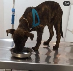 CLINICA VETERINARIA MIMA 2 