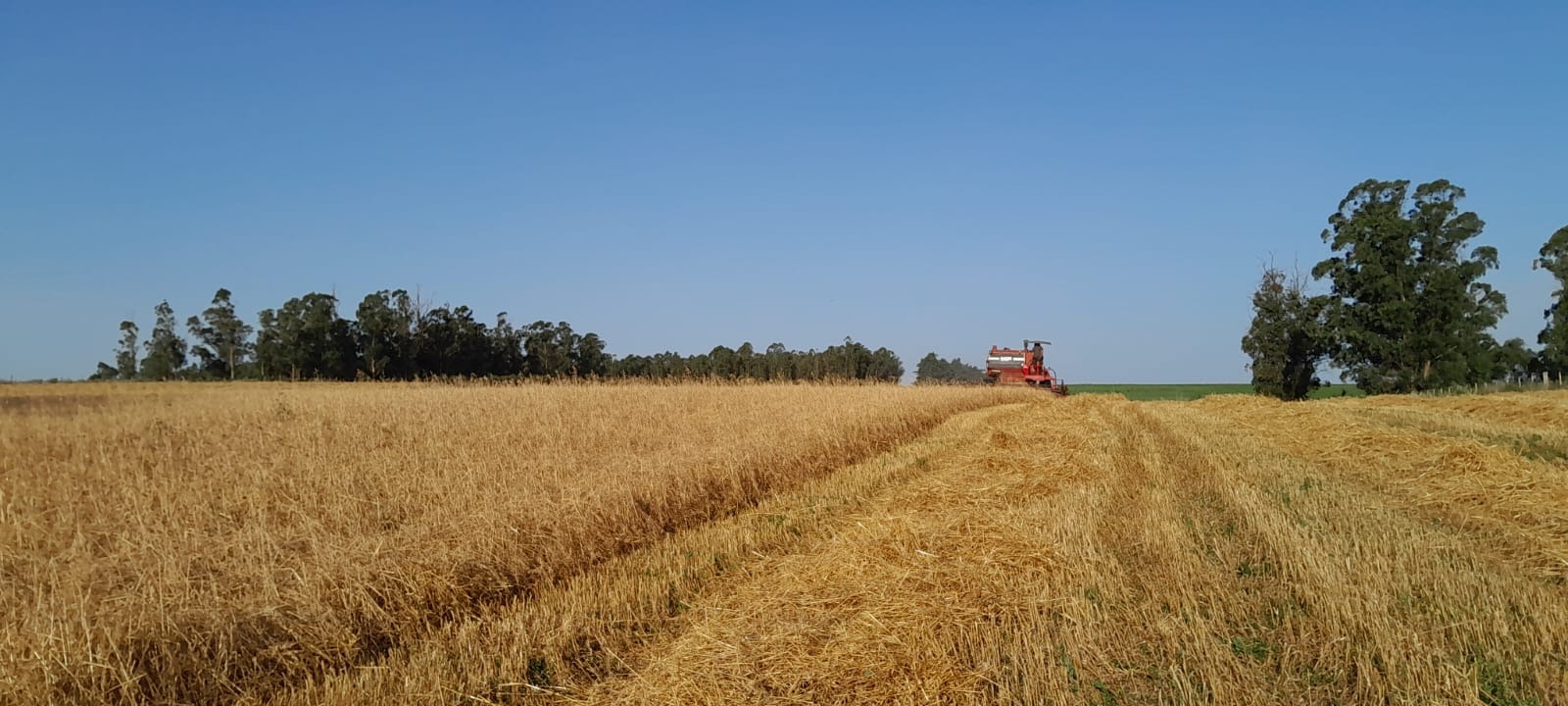 Agroservicios JF Agroservicios JF MOVIMIENTOS TIERRA
SERVICIOS AGROPECUARIOS
