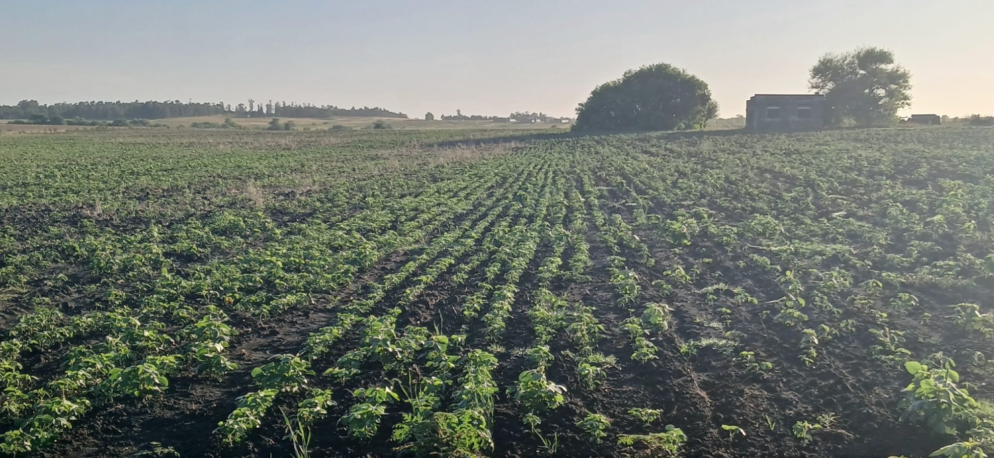 Agroservicios JF Agroservicios JF MOVIMIENTOS TIERRA
SERVICIOS AGROPECUARIOS