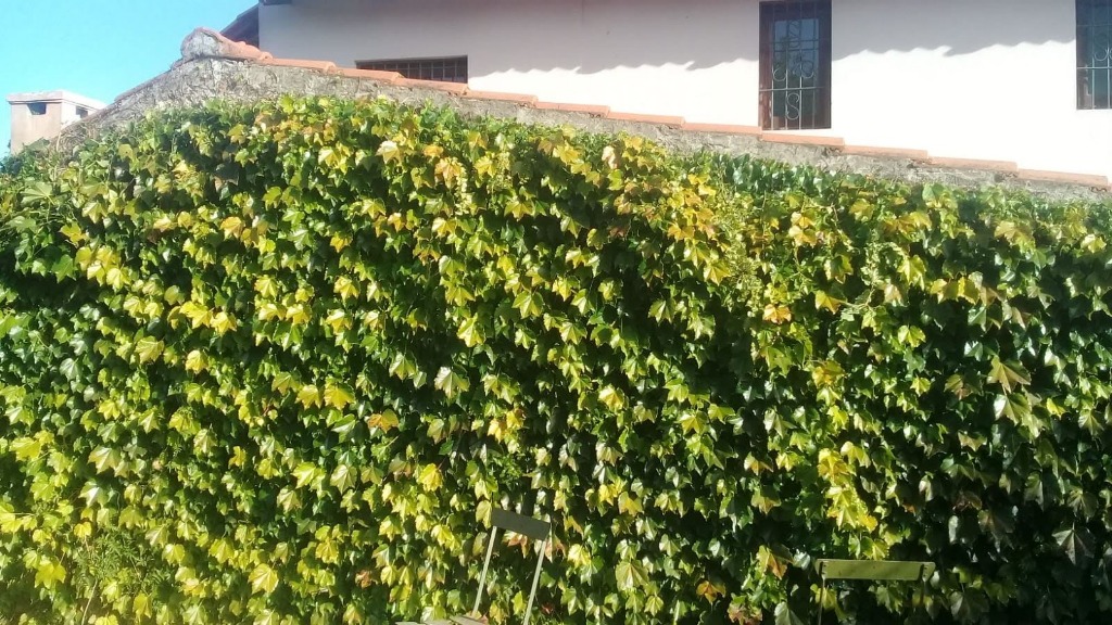 BELLO JARDIN MONTEVIDEO  