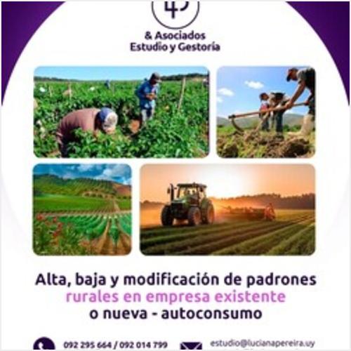 Luciana Pereira Gestoría