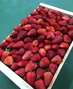 MERCADITO LOS POCHOS 4 