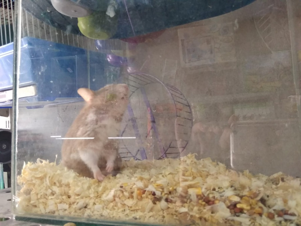 AGROPECUARIA AVENIDA  