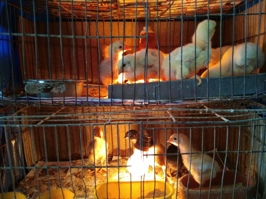 AGROPECUARIA AVENIDA  