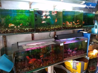 AGROPECUARIA AVENIDA 