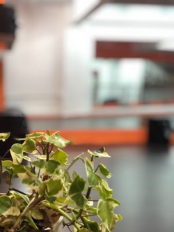 ESTUDIO DE ARTE TABÚ 