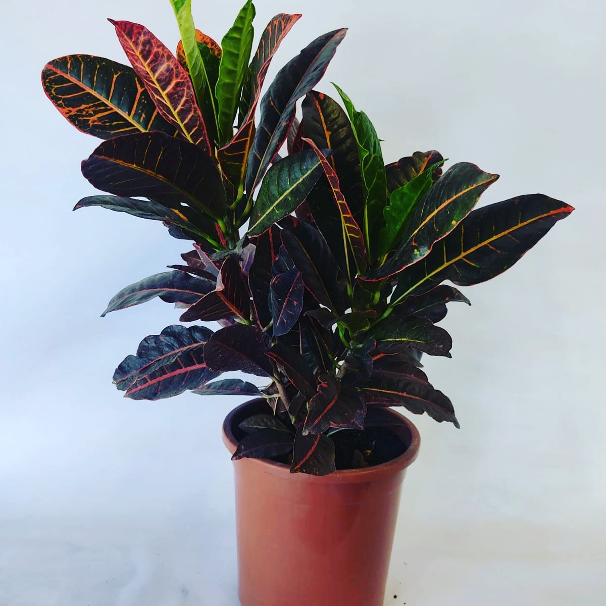 FLORERÍA JAPÓN Planta Crotus 