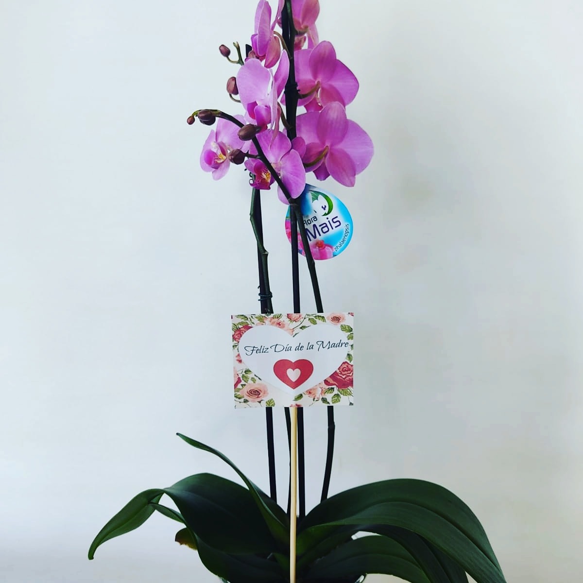 FLORERÍA JAPÓN Planta  Orquídeas 