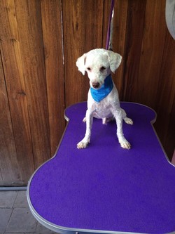 Peluquería canina Best friend 