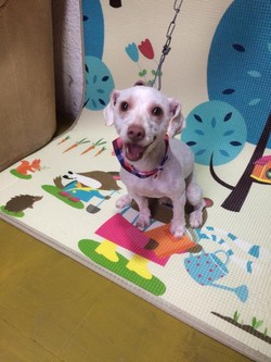 Peluquería canina Best friend 