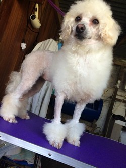 Peluquería canina Best friend 