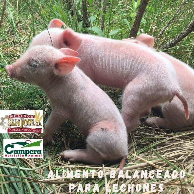 AGROFERRETERÍA LAS FLORES  