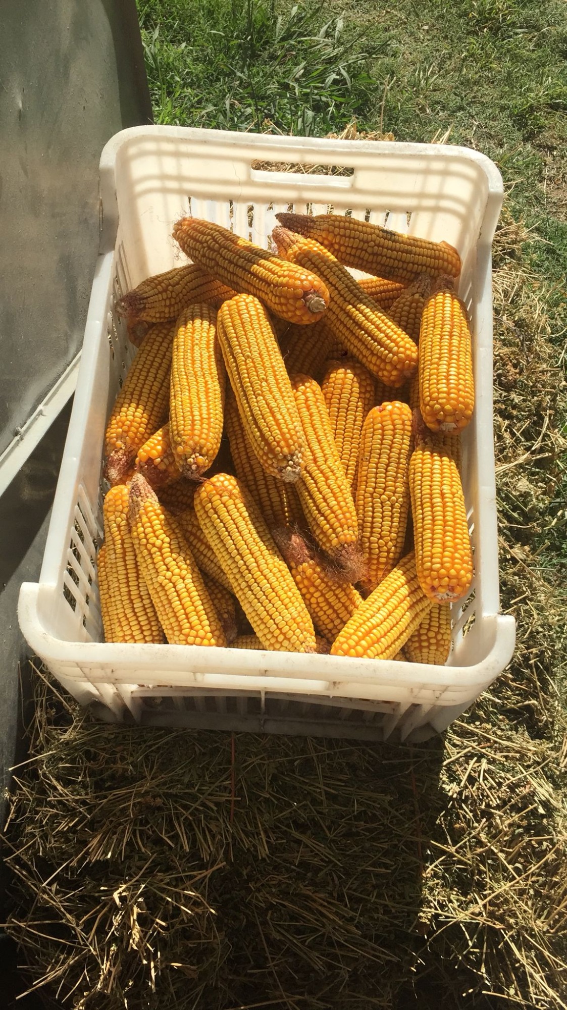 AGROFERRETERÍA LAS FLORES  