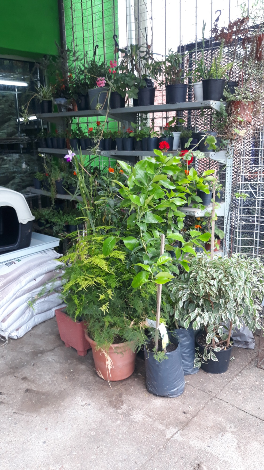 CRISAN RACIONES CRISAN RACIONES Plantas, macetas y tierra