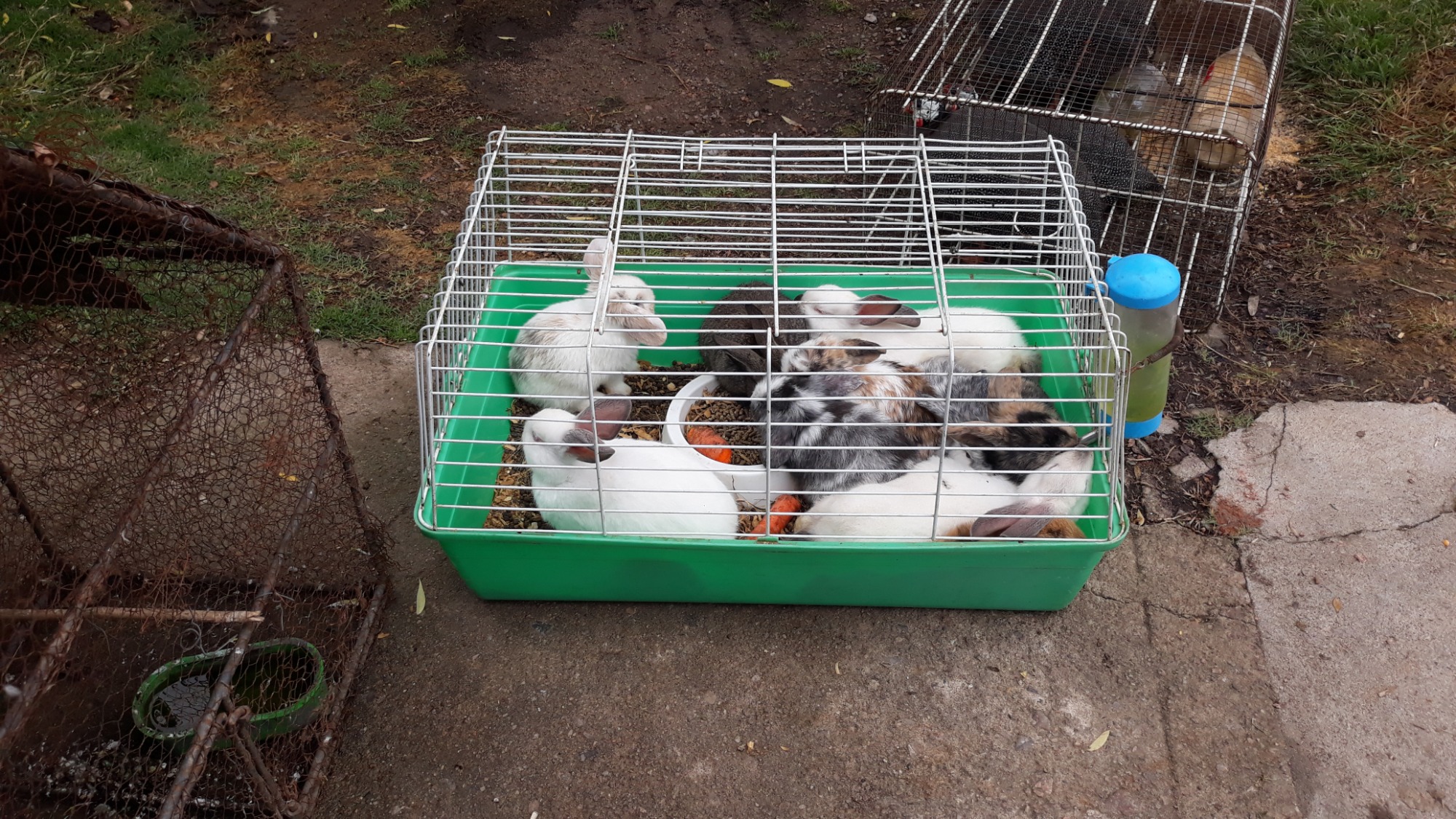 CRISAN RACIONES CRISAN RACIONES  Conejos