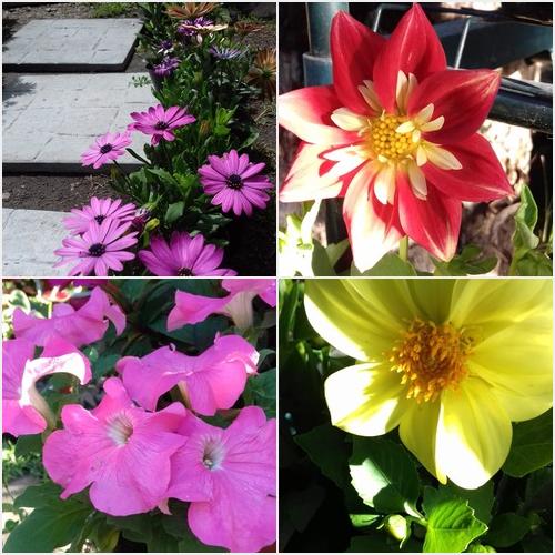 NUESTRAS FLORES VIVERO MARANTA