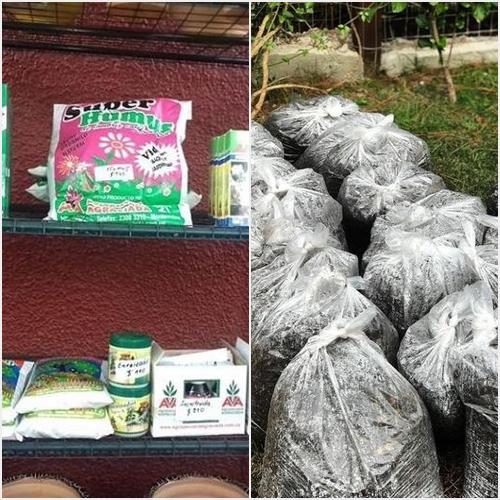 PRODUCTOS Y TIERRA VIVERO MARANTA