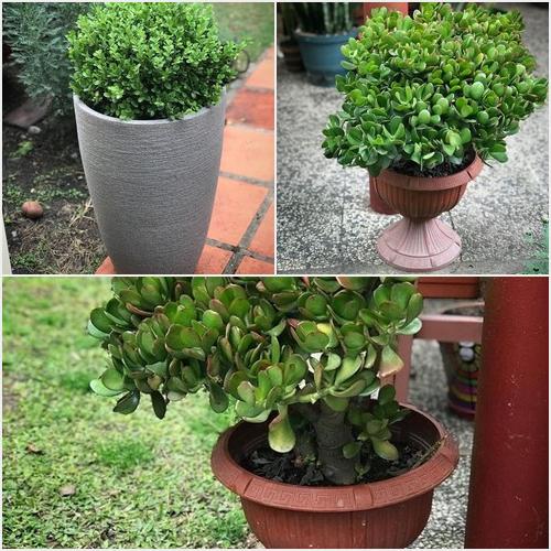 MACETAS VIVERO MARANTA