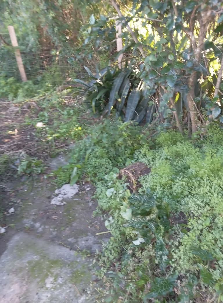 Parques y Jardines Cris - Dai  