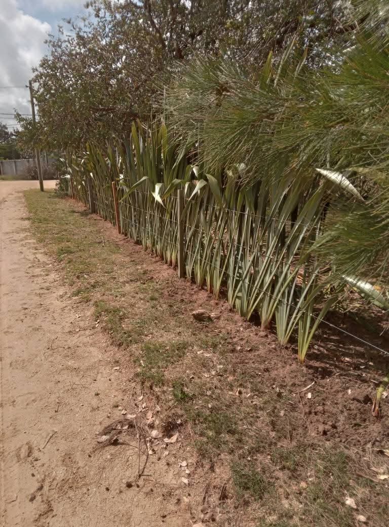 Parques y Jardines Cris - Dai  