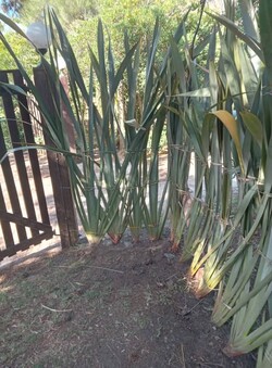 Parques y Jardines Cris - Dai 