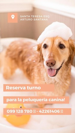 CONSENTIDOS TIENDA DE MASCOTAS 