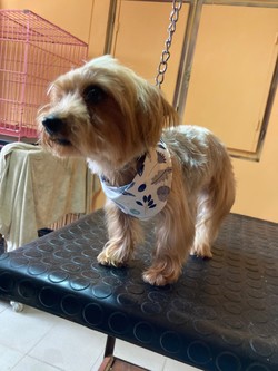 CONSENTIDOS TIENDA DE MASCOTAS 