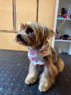 CONSENTIDOS TIENDA DE MASCOTAS 